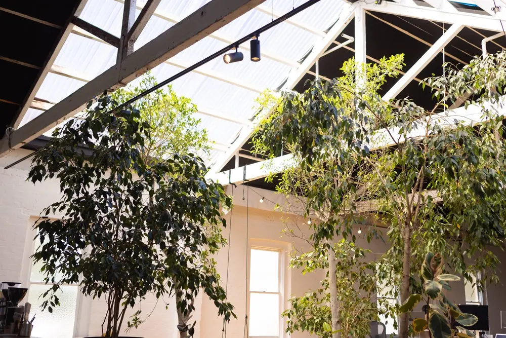Skylights and trees upstairs