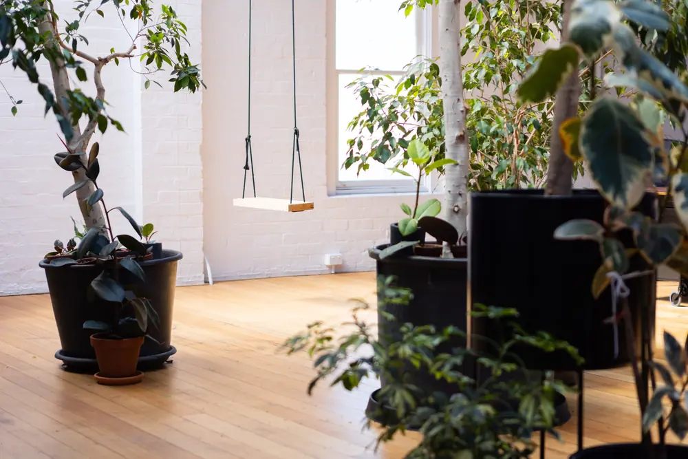 Swing and plants by the windows